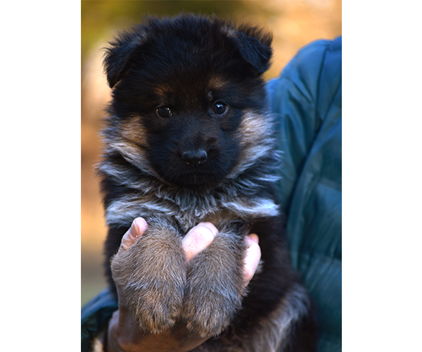 Female German Shepherd Puppy for Sale in Maryland, Pennsyvania, West Virginia, Virginia, East Coast, the best German Shepherd breeder in the USA